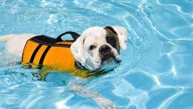 Should I Buy a Life Vest for My Swimming Pup