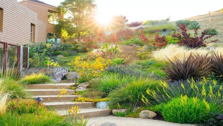 What Types of Plants Are Drought Tolerant Landscaping